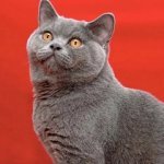Станислав Гаврилюк