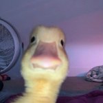 x44try